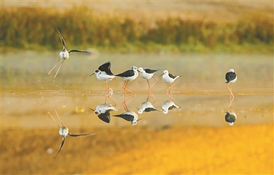 1533259128505623.jpg 38331533249544937.jpg